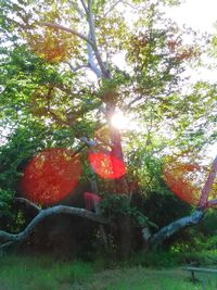 Sun shining through trees