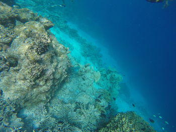View of coral underwater