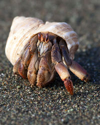 Closeup portrait of hermit crab on empty beach inside corcovado national park, costa rica.