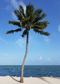 Palm tree on beach against sky