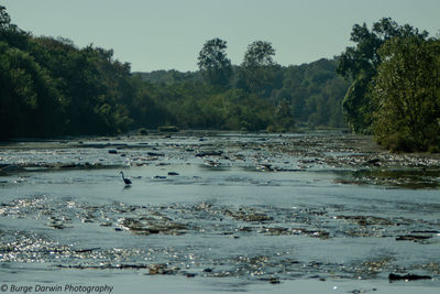 View of birds in lake