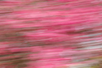 Full frame shot of pink flower