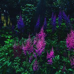 Purple flowers in forest