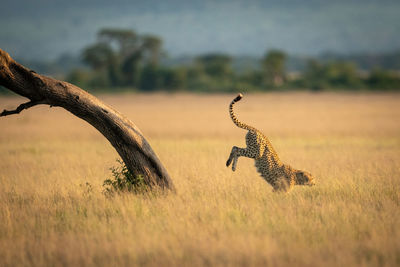 Side view of cheetah jumping on land