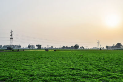 Scenic view of field against clear sky