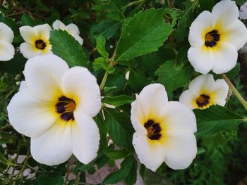 Close-up of white flowering plants