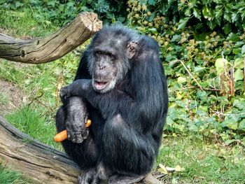 Chimpanzee sitting on field