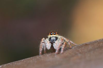 Close-up of spider