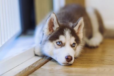 Close-up portrait of dog