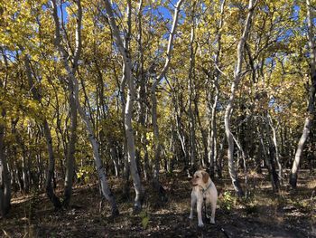 Portrait of dog standing in forest