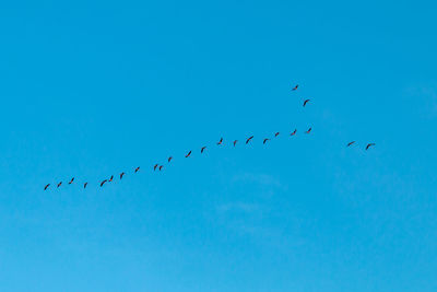 Low angle view of birds flying in sky