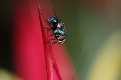 Macro photograph of a blue bottle fly