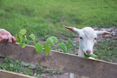 View of a sheep against plants