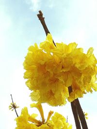 Low angle view of yellow flower against sky