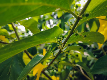 Close-up of fresh green leaves on plant