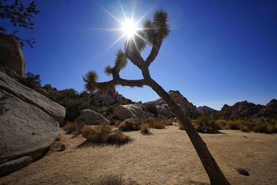 Trees growing in desert against sky