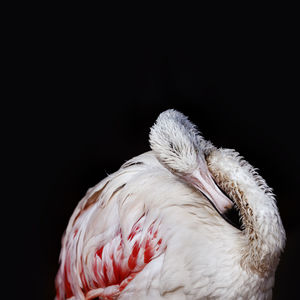 Close-up of a bird against black background