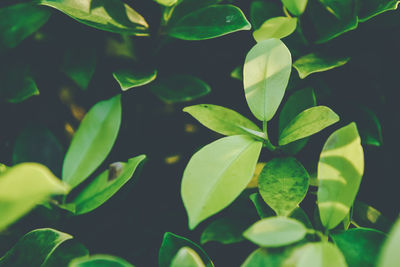 Close-up of green leaves