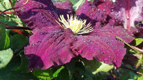 Close-up of pink flowers