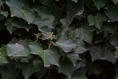 Close-up of plants at night