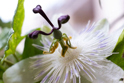 Close-up of purple flowering plant