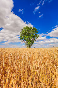 Scenic view of wheat field against sky