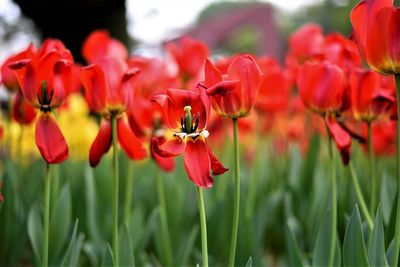 Close-up of red flowering plant