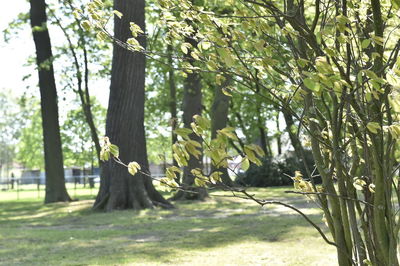 Trees growing on field in forest