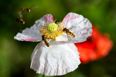 Close-up of hoverflies on poppy flower