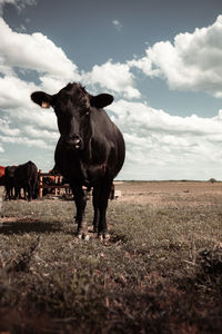 Cows on field