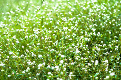 Full frame shot of fresh wet plants in field