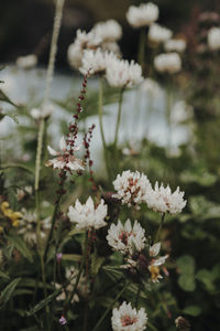 Close-up of white flowering plants on field