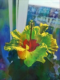 Close-up of yellow flowering plant