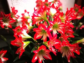 Close-up of red flowers