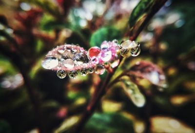 Close-up of fresh flowers in water