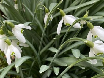 Close-up of white flowering plants