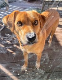 Close-up portrait of dog standing outdoors