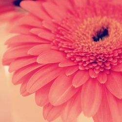 Macro shot of pink flower