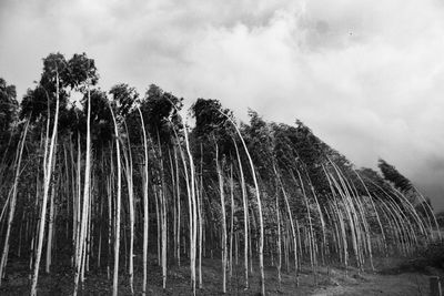 Low angle view of trees against sky