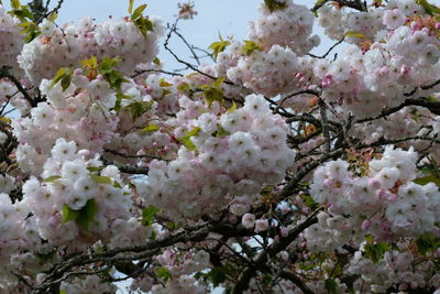 Low angle view of cherry blossoms in spring
