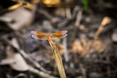 Close-up of orange flower on field