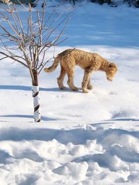 Dog standing in snow covered field