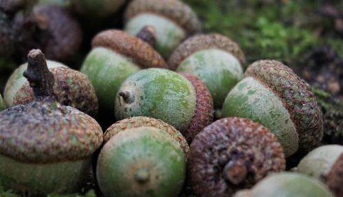 Close-up of a pile of green acorns