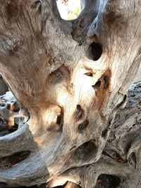 Full frame shot of tree trunk