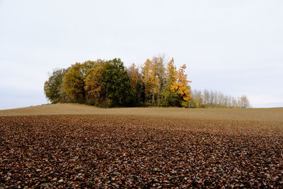 Trees on field against sky during autumn