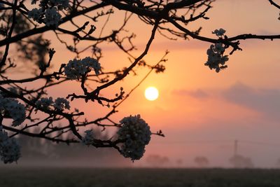 Silhouette of flowering plant against sky during sunset