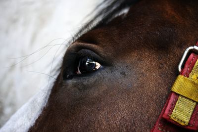 Close-up of a horse