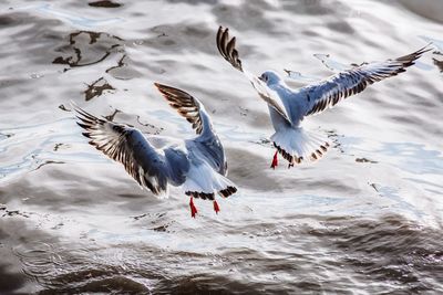 High angle view of seagulls flying over lake