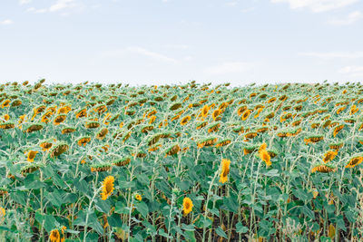 Agricultural field of blooming sunflowers on a summer day. food and harvest