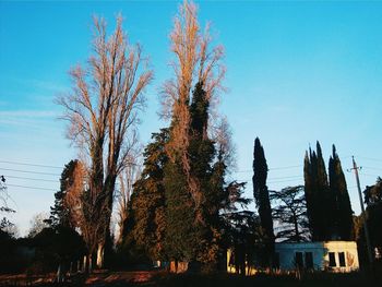 Low angle view of bare trees against clear blue sky